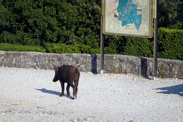 09.-12.07.2021 - 999 Km Cabannes_51